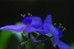 春色　オオムラサキツユクサ　Ⅱ