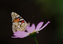 初秋　ツマグロヒョウモン？　Ⅱ