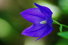 初夏を探して　キキョウ