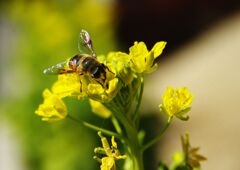 春寒　ミツバチ