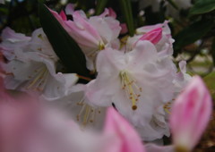 春風　シャクナゲ