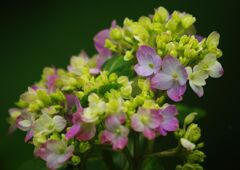 清涼　アジサイ（我家の一番花）