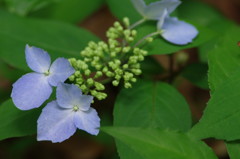 春爛漫　アジサイ