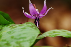 春を探して　カタクリ