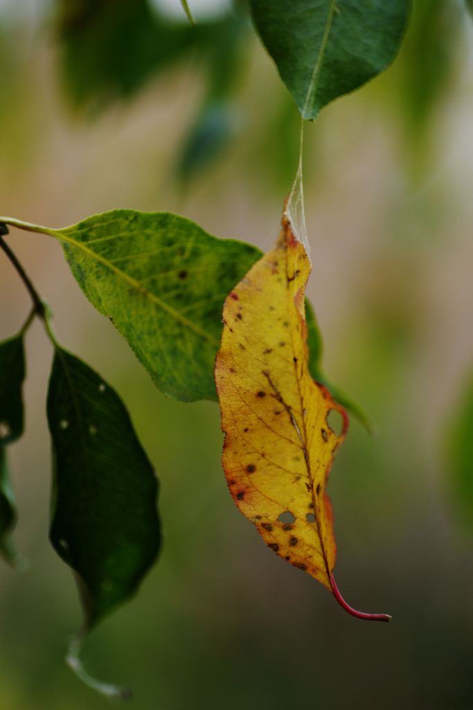 寒冷　黄葉　Ⅱ