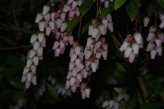 仲春　アセビ　Ⅱ