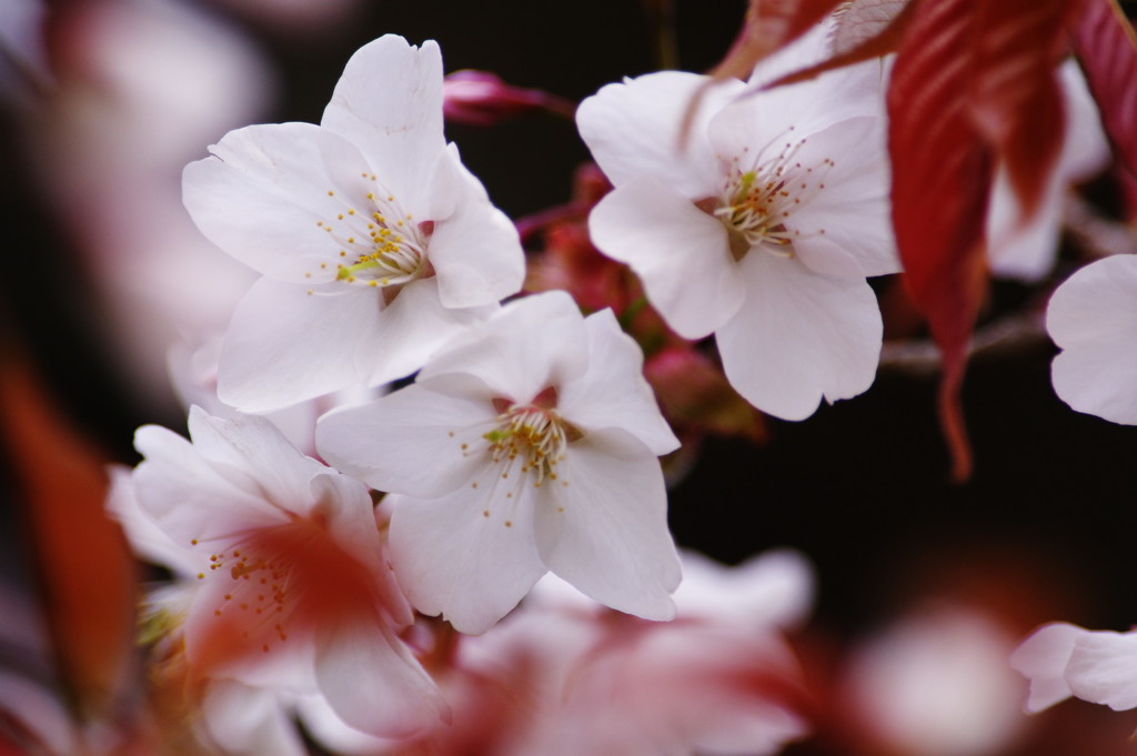 春を探して　山桜　Ⅱ