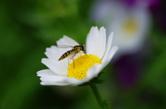 春爛漫　アブ？