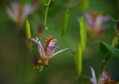 行秋　ホトトギス