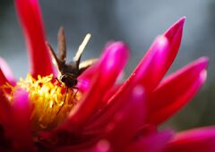 セセリチョウ　Ⅱ