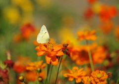 OLD LENS  キバナコスモス