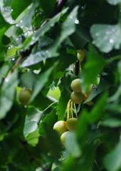 秋を探して　銀杏