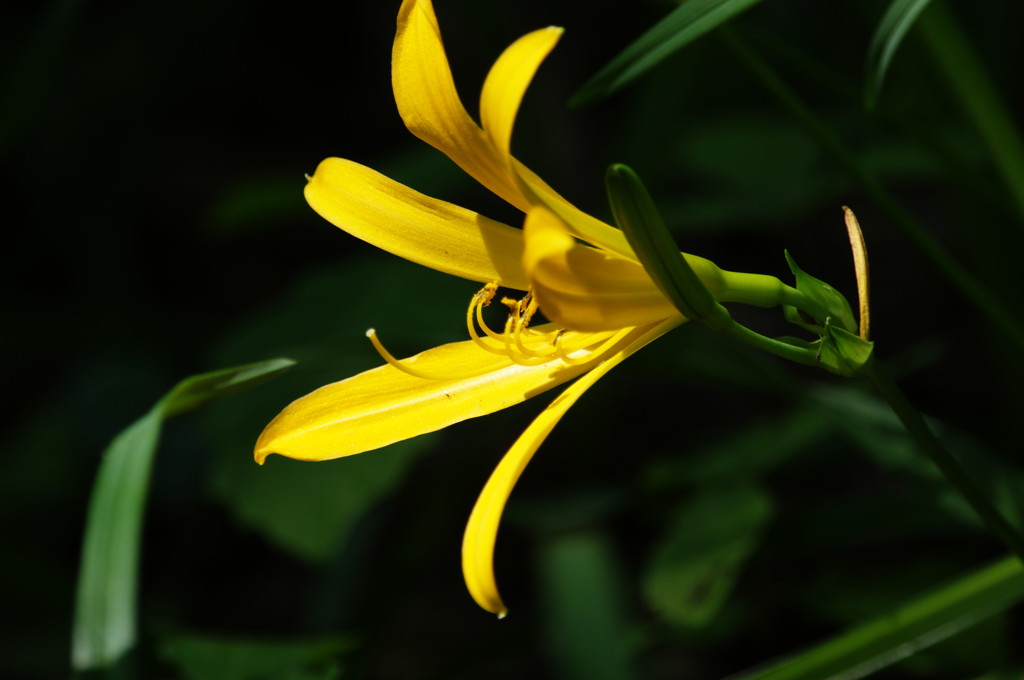 春爛漫　ヒメキスゲ　Ⅲ