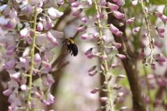花と虫達　フジとクマバチ　Ⅱ