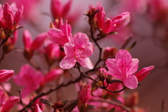 春を探して　ヤマツツジ？