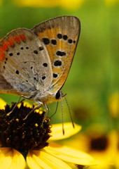 花と虫達　シジミチョウ