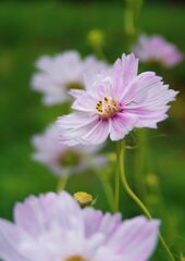 コスモス