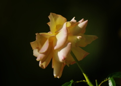 薔薇