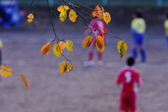 秋を探して　スポーツ広場　Ⅱ