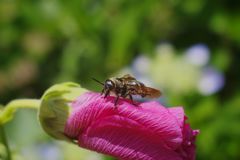 路傍　ミツバチ？