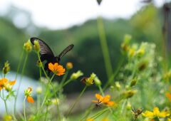 クロアゲハ　Ⅱ