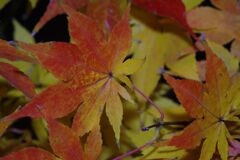 落日　紅葉　Ⅱ