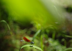 立夏　カワトンボ