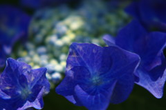 路傍　アジサイ　Ⅱ