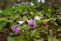 春風　カタクリ　Ⅲ