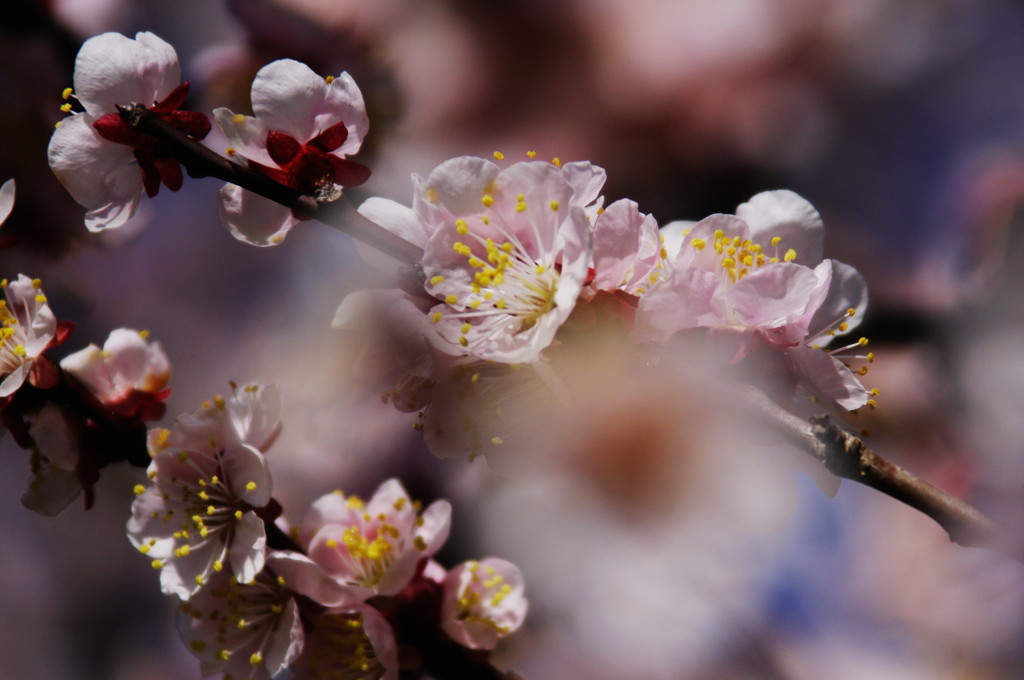 春だ・・・桜　３