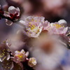 春だ・・・桜　３