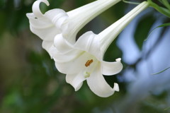 夏を探して　高砂ユリ