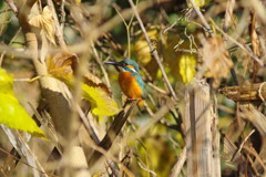 野鳥を探して　カワセミ