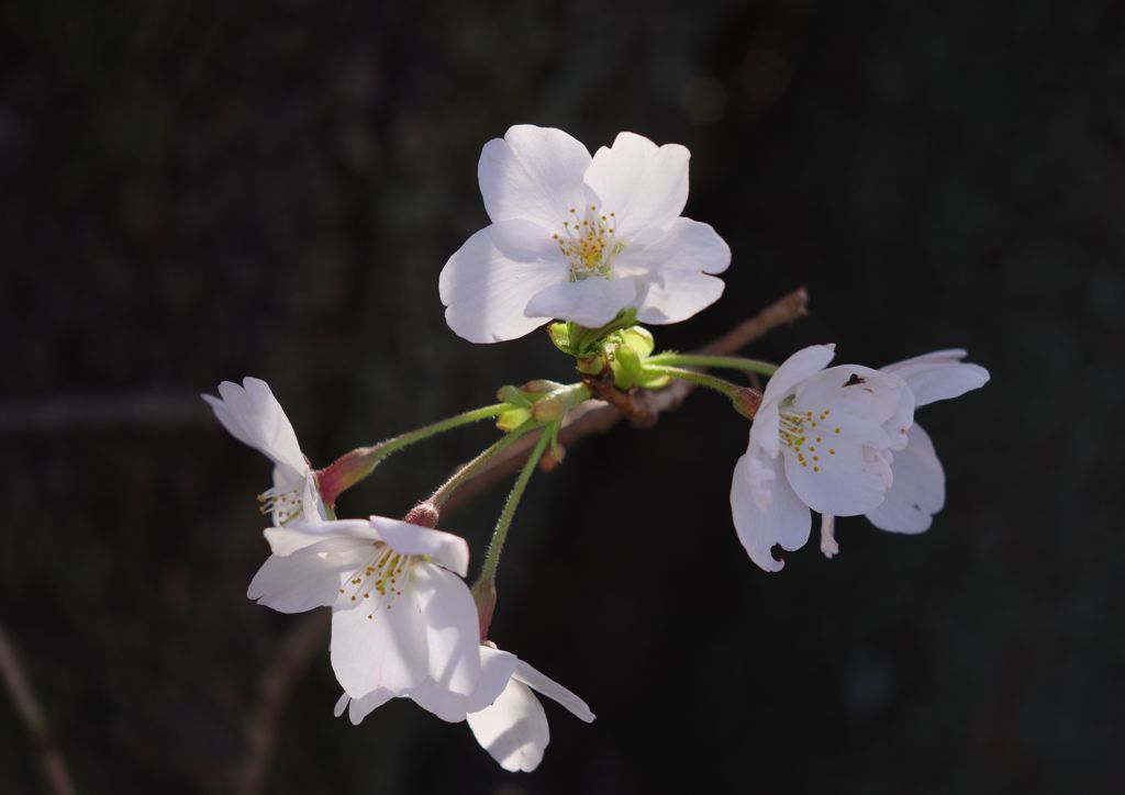 春風　桜