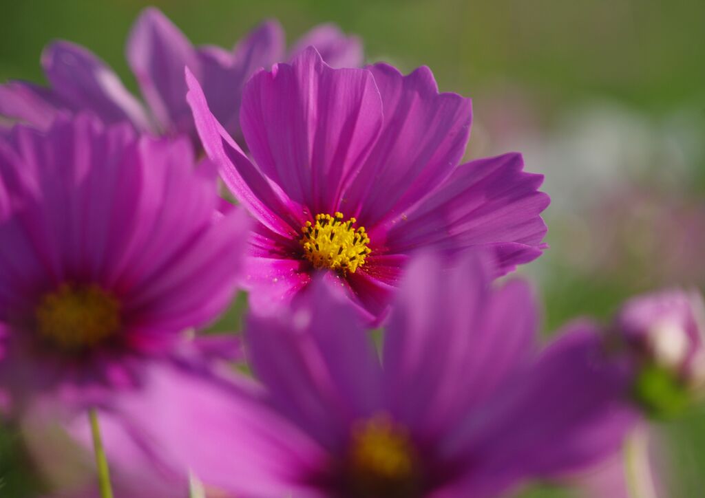 行秋　コスモス