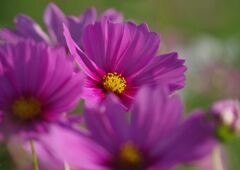 行秋　コスモス