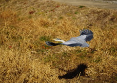 野鳥を追って　アオサギ　Ⅱ
