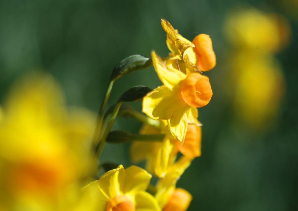 仲春　水仙　Ⅱ