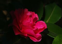 春燐　サザンカ？　Ⅱ