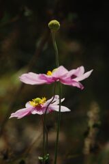 小春　シュウメイギク