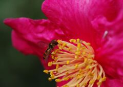 サザンカにアブ　Ⅱ