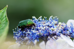 虫達を追って　アオハナムグリ？