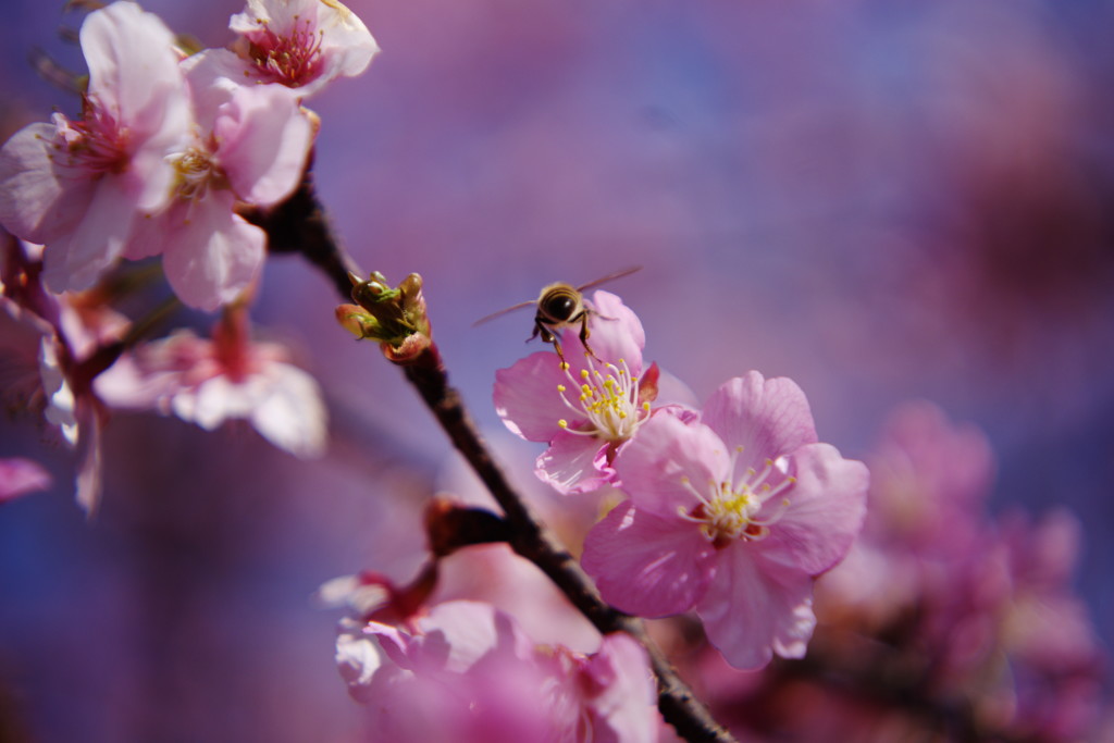 春暖　河津桜