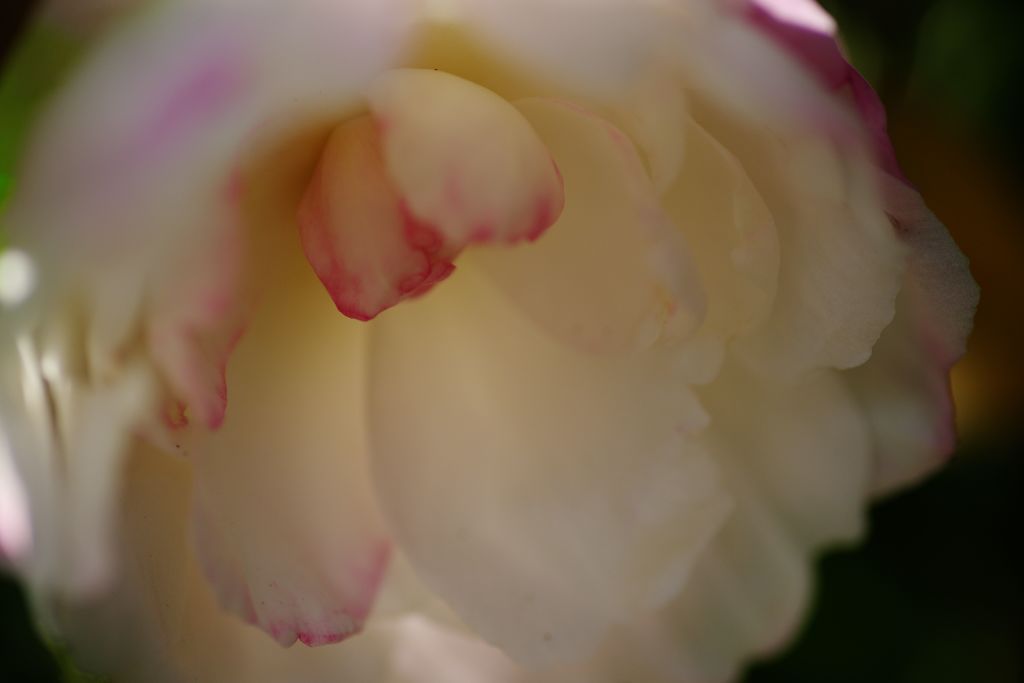 短日　サザンカ