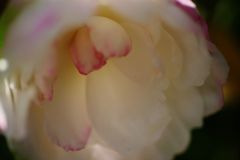 短日　サザンカ