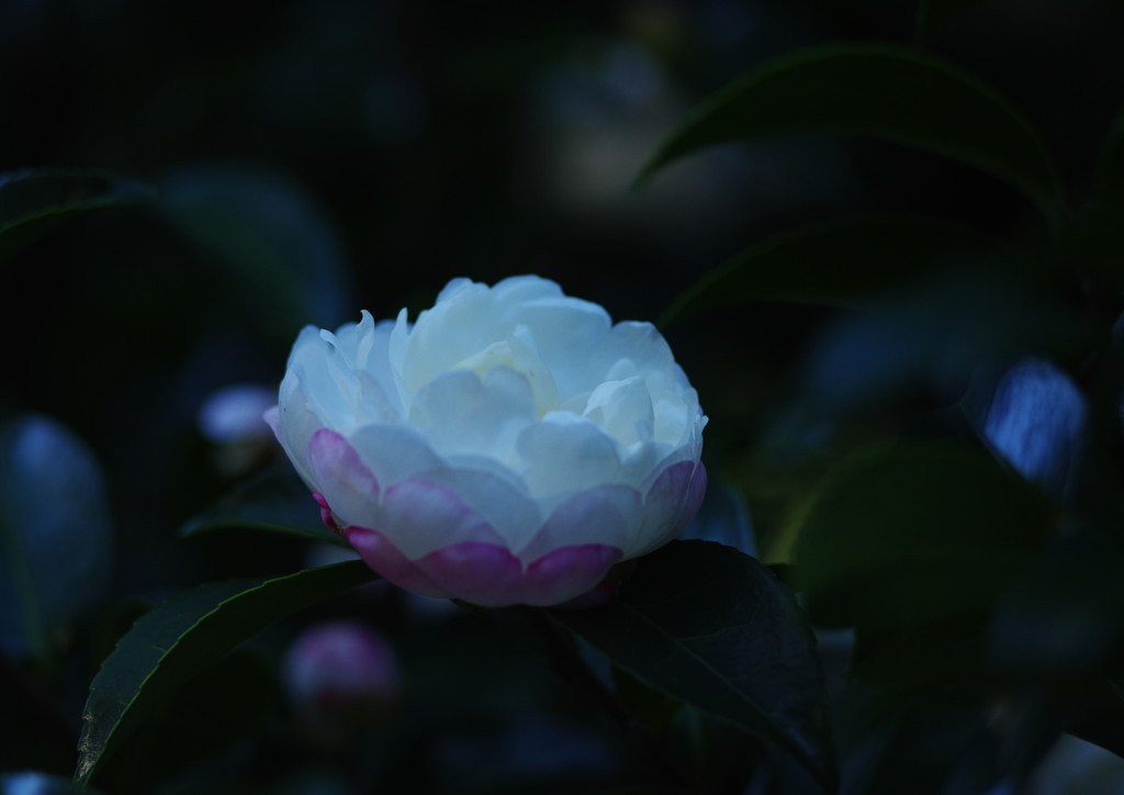 千秋楽　サザンカ