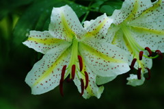 初夏を探して　ヤマユリ　Ⅱ