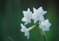 初春　水仙　Ⅱ