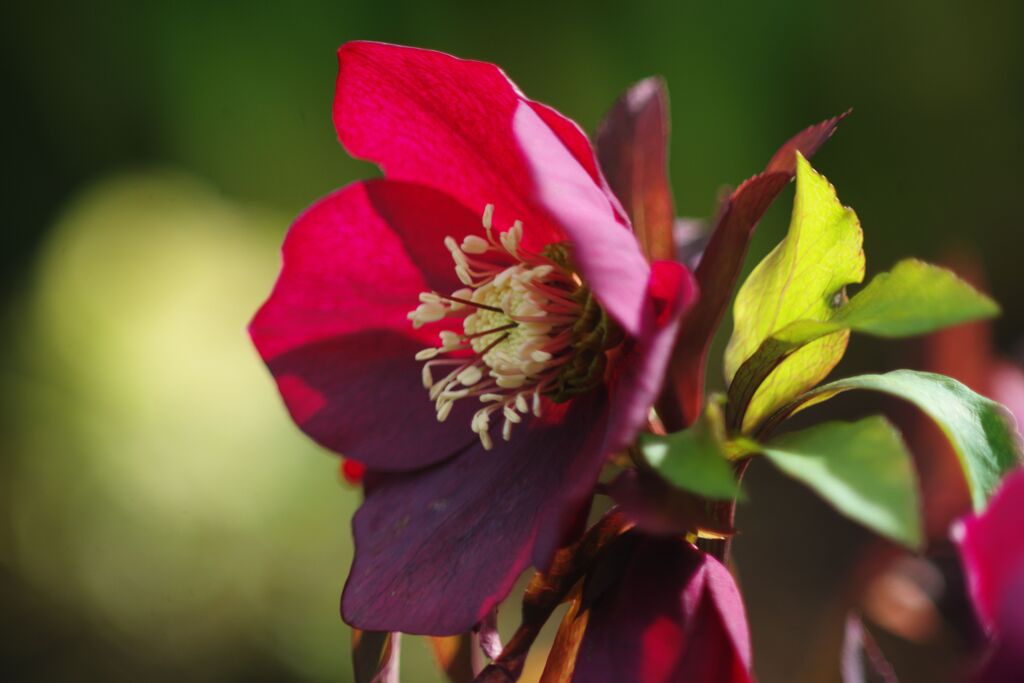 仲春　クリスマスローズ　Ⅱ