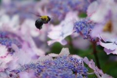 アジサイにクマバチ